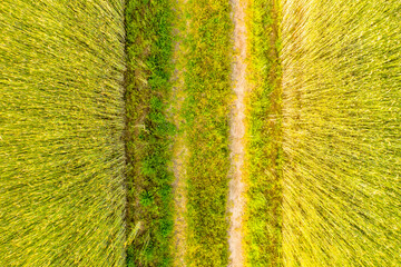 Aerial top view photo from flying drone of a land with sown gree