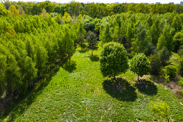 Top down view of an evergreen forest in early summer with a dirt