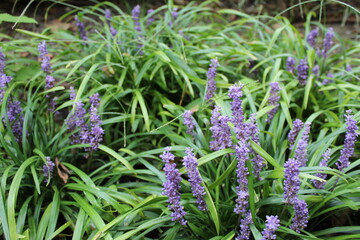 close up of lavender