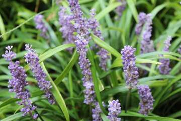 lavender in the garden