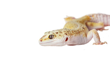 yellow eublefar lizard isolated on a white background