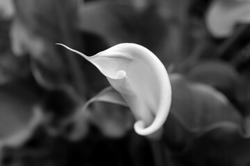 Calla lily or arum lily (Zantedeschia aethiopica), flowering plant in the family Araceae. Single...