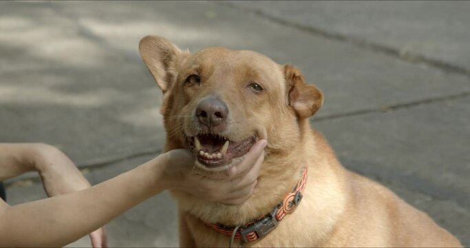 Close-up - Authentic footage of smiling Asian woman petting adopted short hair brown Thai stray dog. Smiling Happy dog. Animal adoption and rescue, pet love concept.