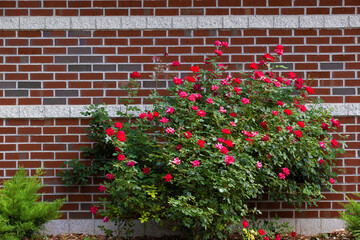 Background image of red rose bush in front of brick wall