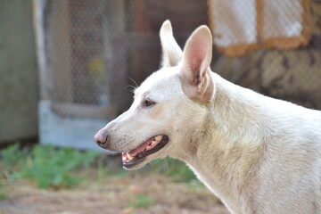 Cute and fluffy mongrel puppies at home