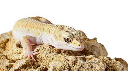 yellow eublefar lizard isolated on a white background