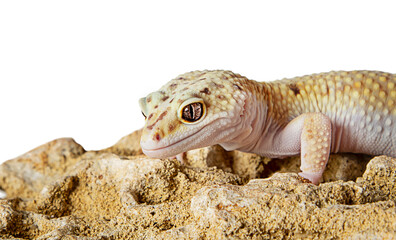 yellow eublefar lizard isolated on a white background