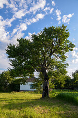 Fototapeta na wymiar A picturesque village landscape with very old pear tree with a dense green crown against the backdrop of a village house on a beautiful summer evening at sunset.