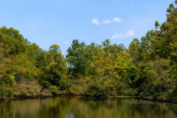 Fototapeta na wymiar Landscape view of trees around a pond