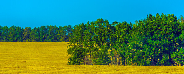 yellow field in September and trees on it