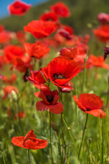 Fototapeta na wymiar Red poppy flowers in the oil seed rape fields