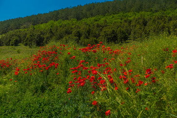 poppies in spring in may in a green field