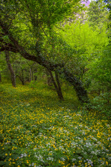 Fototapeta na wymiar wood anemone, spring flowers in the beech forest