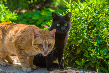 Naklejka na ściany i meble two red and black cats together in the summer