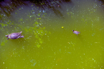 pond with red -eared turtles Crimea