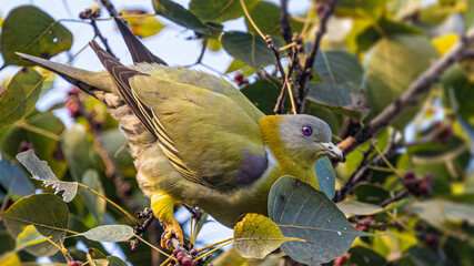 Obraz premium Yellow footed Green Pigeon on a tree