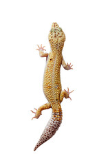 yellow eublefar lizard isolated on a white background