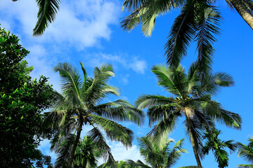 Obraz na płótnie Canvas Coconut Trees in the Blue Sky Background