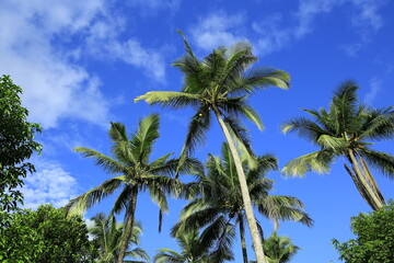 Coconut Trees in the Blue Sky Background