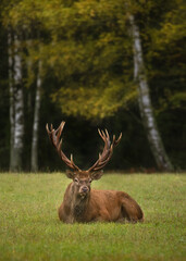 A Noble Red Deer with large branched antlers lies in a relaxed position on the green grass against the background of a birch grove. Stag in natural habitat. Trophy.