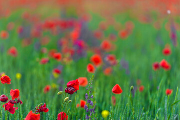 field with red poppies and purple flowers