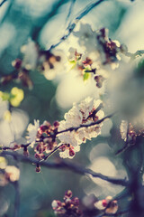 blossom