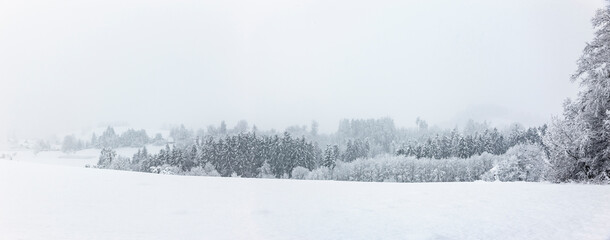Weiß verschneite Wintrlandschaft mit schneebedeckten Tannenbäumen - obrazy, fototapety, plakaty