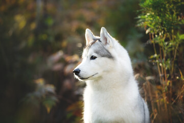 Portrait of gray and white siberian husky dog in the forest in autumn at sunset