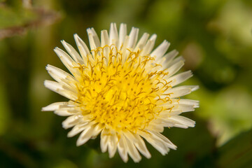 close up of yellow daisy