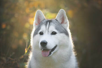 Portrait of gray and white siberian husky dog in the forest in autumn