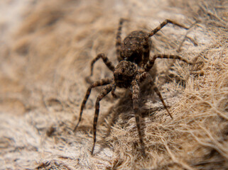 spider on the ground