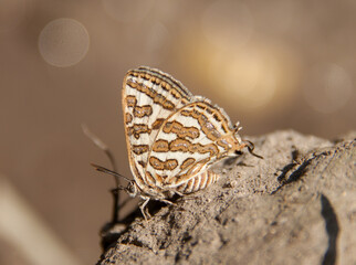butterfly on the ground