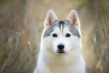 Portrait of gray and white siberian husky dog in the meadow in autumn at sunset © Anastasiia
