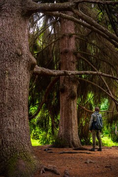 A man is standing in an autumn park next to a large tree