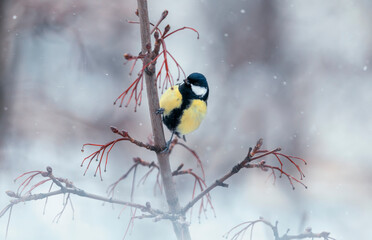 plump bird tit sits under falling snowflakes in the winter garden