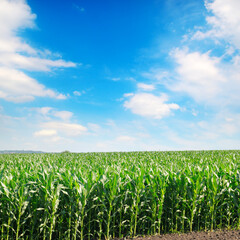 Corn field and sky with clouds