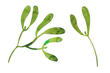Green Mistletoe branch watercolor as design element. Hand drawn sketch watercolour. Isolated in white background