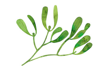 Green Mistletoe branch watercolor as design element. Hand drawn sketch watercolour. Isolated in white background