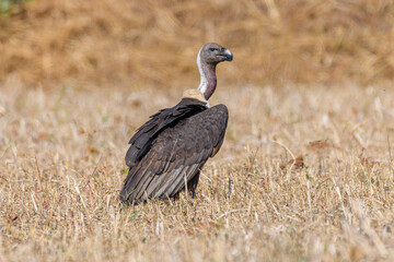 white Rumped vulture on the ground. critically endangered species