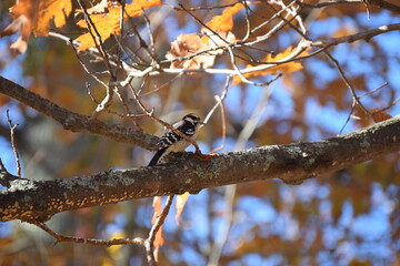 Downy Woodpecker in Western Maine