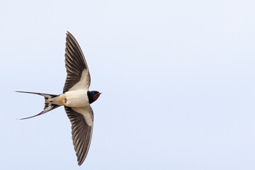 Barn swallow