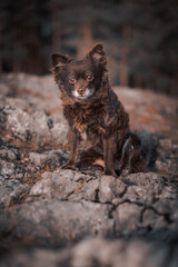 black dog on the ground