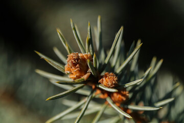 pine cone flower