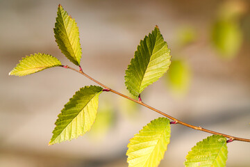 spring birch leaves