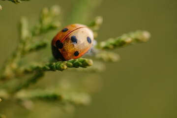 ladybug on a leaf