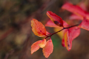 red autumn leaves