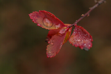 red leaf with dew drops
