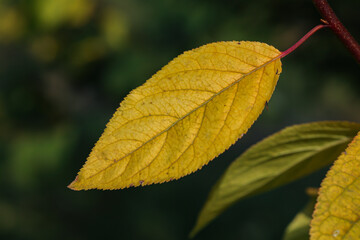 autumn leaves on the tree