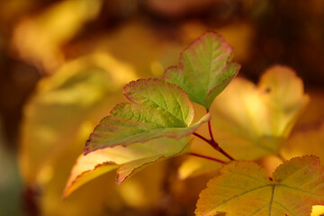 autumn leaves