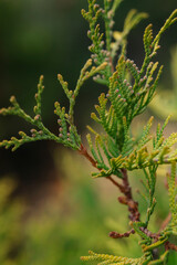 close up of fern